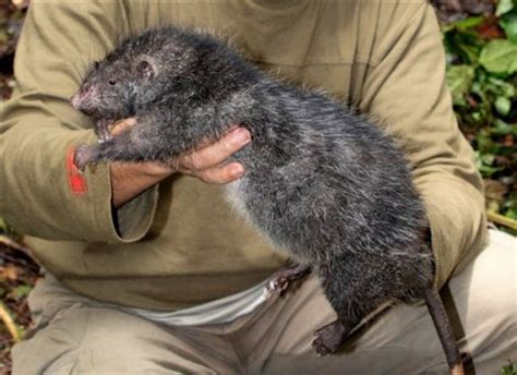 La rata gigante que invadió un hogar en Estocolmo (+Imagen fuerte)