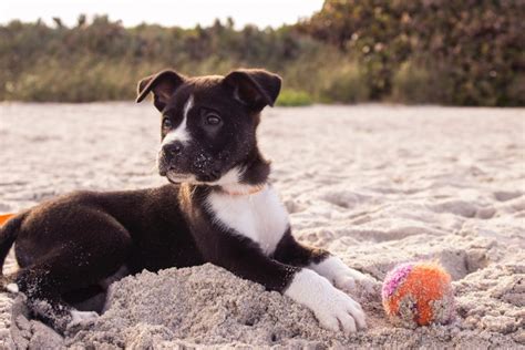 A guide to taking your dog to the beach in San Diego, California | The Budget Your Trip Blog