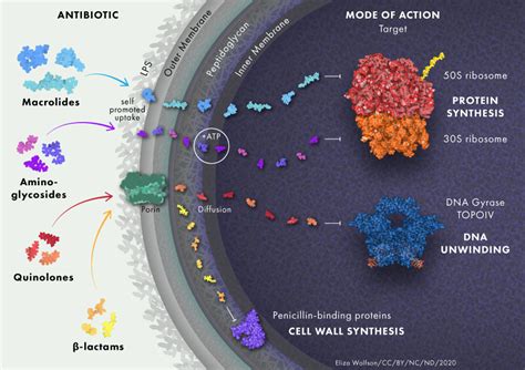 Pseudomonas survival - Eliza Wolfson