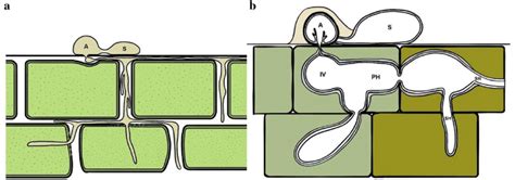 Different strategies of appressorium formation in Colletotrichum ...