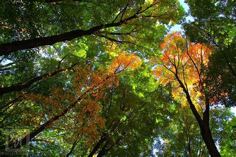 A touch of fall colors above looking up at Ledge Community Park- Horicon, Wisconsin. (9-9-2015 ...