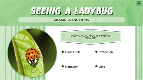 Ladybug Symbolism: 19 Spiritual Meanings Of Ladybugs