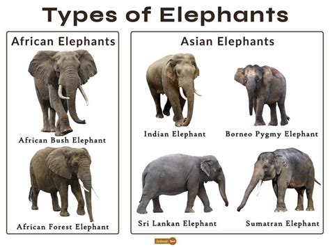 Elephant Facts, Types, Classification, Habitat, Diet, Adaptations ...