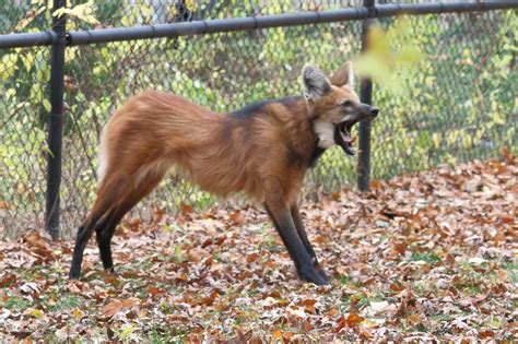 Trabajar en el zoo: Cuidados del lobo de crin