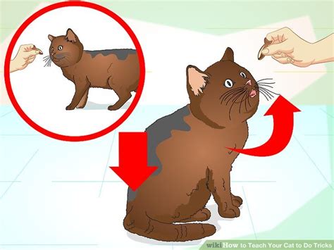 How to Teach Your Cat to Do Tricks: 15 Steps (with Pictures)