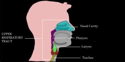 URTI: Meaning, Diagnosis and Overview - mTatva Health-PIE