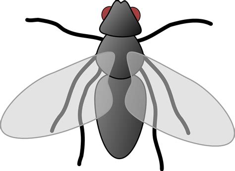 Fly Cartoon Isolated · Free vector graphic on Pixabay