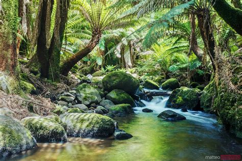 Matteo Colombo Travel Photography | River and lush rainforest, Tasmania ...