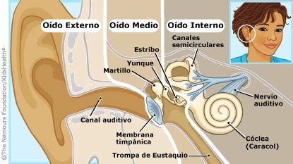 Las Naciones 4ºB: El oído