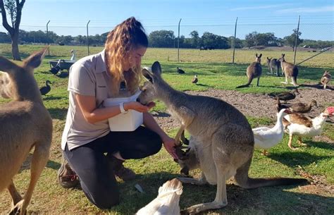 10 Facts About Kangaroos - Australia's Most Famous Animal