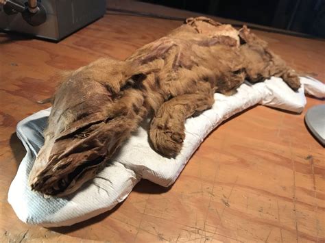 Amazingly Preserved Wolf Pup Mummy Discovered in Yukon Gold Mine | Live ...