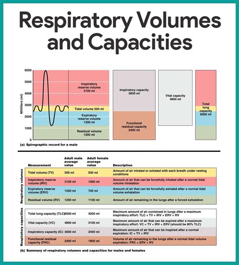 Respiratory System Anatomy and Physiology - Nurseslabs