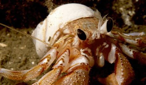 10 best Phylum Arthropoda images on Pinterest | Crabs, Animaux and Lobsters