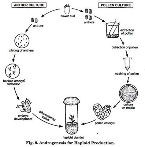 Haploid plant cultures can be obtained from Leaves.Root tip.Pollen grain.Buds.