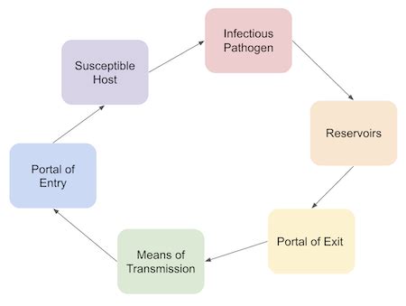 Chain Of Infection Diagram Printable