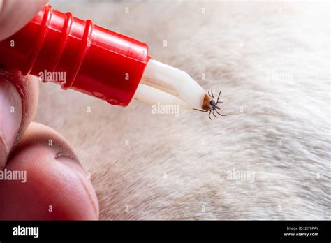 Removing a tick from a dog. A tick in parasite removal tongs in close-up. Danger to animals ...