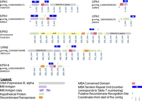 Ureaplasma parvum Multiple Banded Antigen Locus. | Download Scientific Diagram