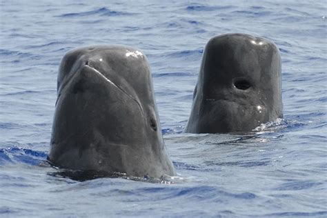 Short-Finned Pilot Whale | NOAA Fisheries