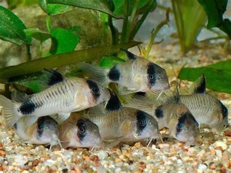 Panda Cory Care & Species Overview [Panda Catfish] | Fishkeeping World