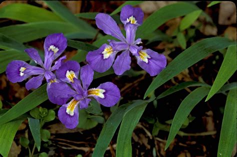 Kentucky Native Plant and Wildlife: Plant of the Week: Dwarf Crested Iris (Iris cristata)