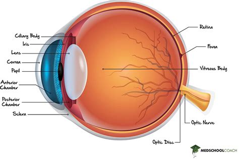 Structure of the Eye – MCAT Psychology | MedSchoolCoach