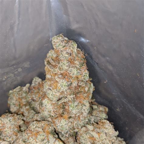 Buy Bulk Oreo Cookies Strain - Cheap Weed Pounds & Reviews