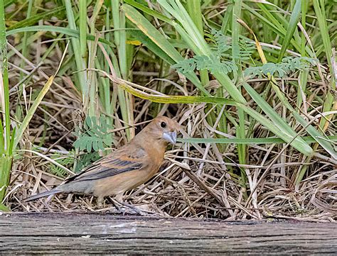 Blue Grosbeak (female) | BirdForum