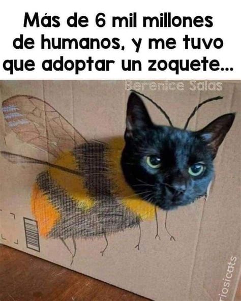 Pin de Vero Acuña en :3 | Mascotas, Fotos de animales, Animales