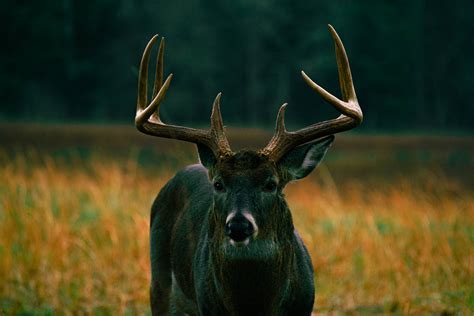 Deer Hunting Wallpapers Iphone