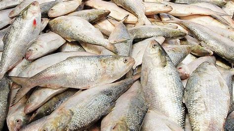 Natural Resources in Bangladesh: Bangladesh National Fish Ilish