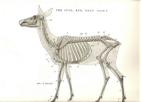 Pin by That.Girl.Who.Does.Stuff on Sketching stuff | Animal skeletons ...