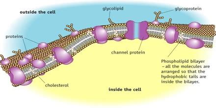 Glycoprotein - Assignment Point