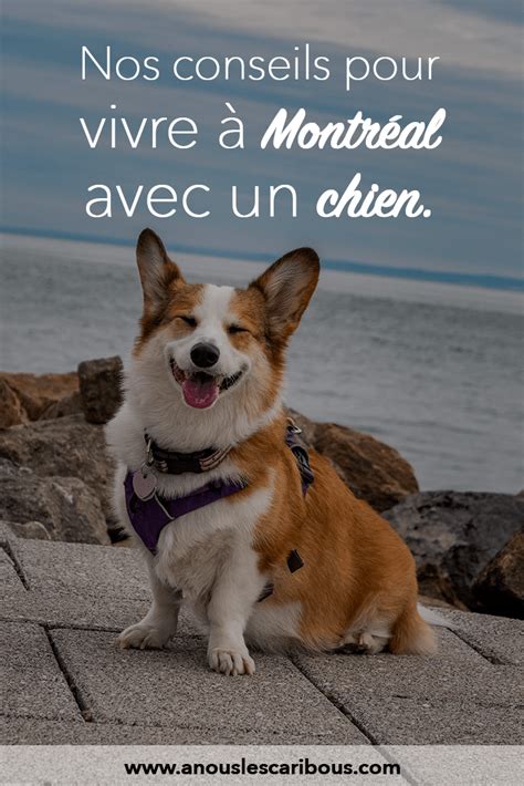 Nos conseils pour vivre à Montréal avec un chien | Parc chien, Chien ...