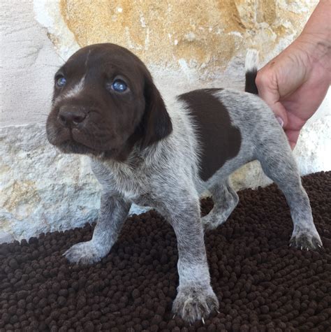 German Shorthaired Pointer Puppies For Sale | Wimberley, TX #244210