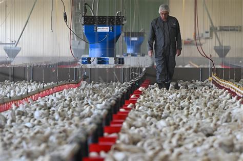 Can factory chicken really help save the climate?