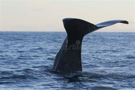 Mammal, Marine Mammal, Whales Dolphins And Porpoises, Whale Picture ...