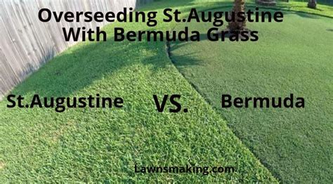 Overseeding St. Augustine with Bermuda: The Ultimate Guide - Lawns Making