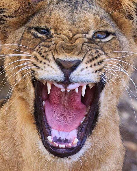 ROAR! A lion cub full of self confidence. Buffalo Springs, Kenya. - ————————————— Photo credi ...
