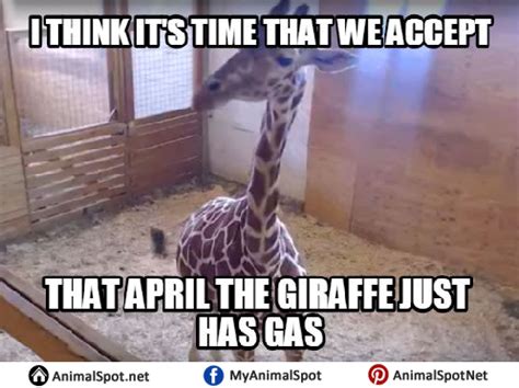 Giraffe Memes