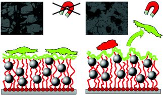 Tailoring cellular microenvironments using scaffolds based on ...