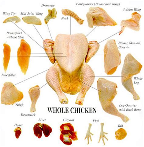 Venison, Chicken and Other Animal Primal Cuts Charts - Ask John The Butcher