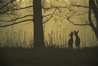 deer_silhouette | Silhouette of Deer and Trees at Twilight c… | Zest-pk | Flickr