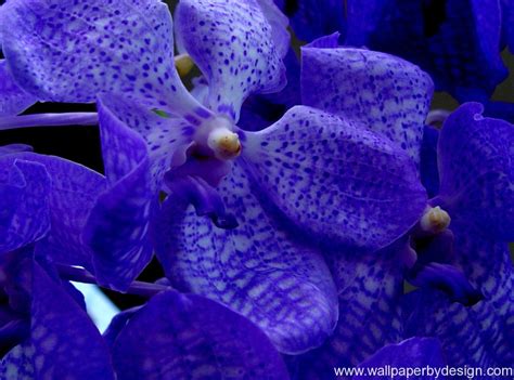 Blue Orchid Wallpaper - WallpaperSafari