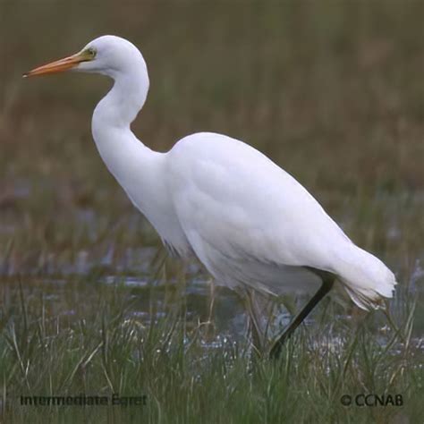 Intermediate Egret (Ardea intermedia) - INEG