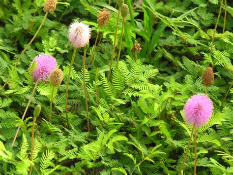 Sunshine Mimosa. Florida native ground cover. | Trees to plant, Ground cover, Plants