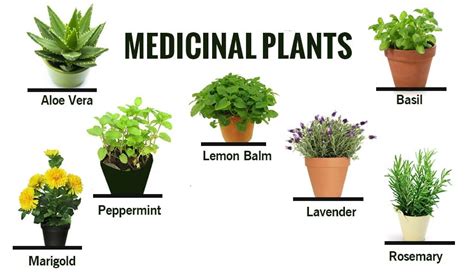 Herbal & Medicinal Plants and their Uses - Acegardener