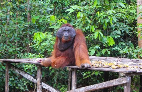 Tanjung Puting National Park » An Incredible Trekking Experience with Wild Orangutans - Love & Road