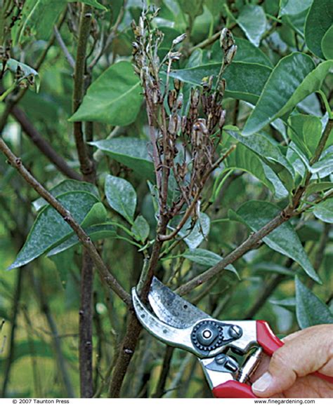 Pruning Lilacs - FineGardening