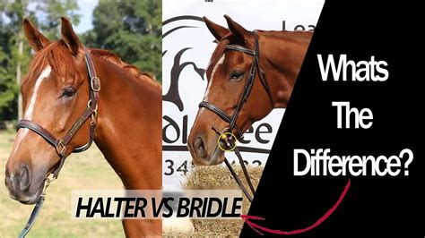 The Difference Between A Halter And A Bridle - Top Flight Equestrian