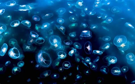 blue moon jellyfish facts for kids - Fun Facts For Kids